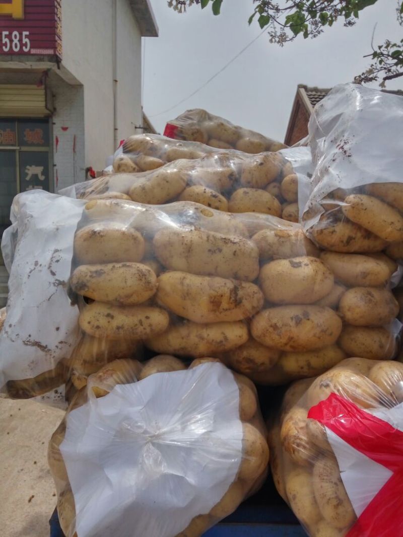 精品荷兰V7沃土常磊8号套网装箱手选高端货