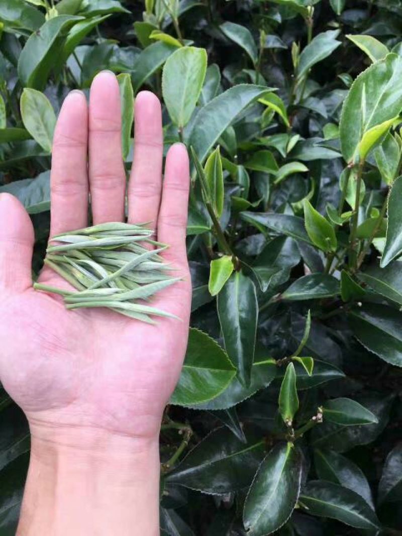 普洱茶一级