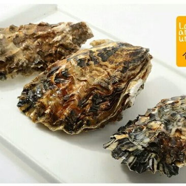 海蛎食用鲜活