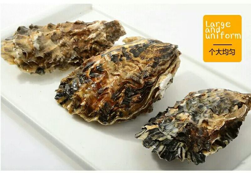 海蛎食用鲜活