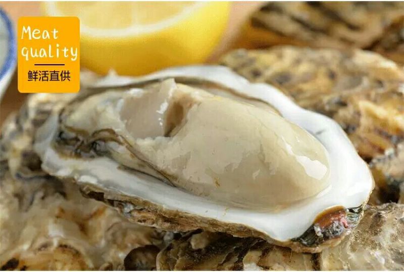海蛎食用鲜活