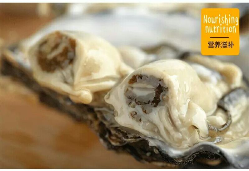 海蛎食用鲜活