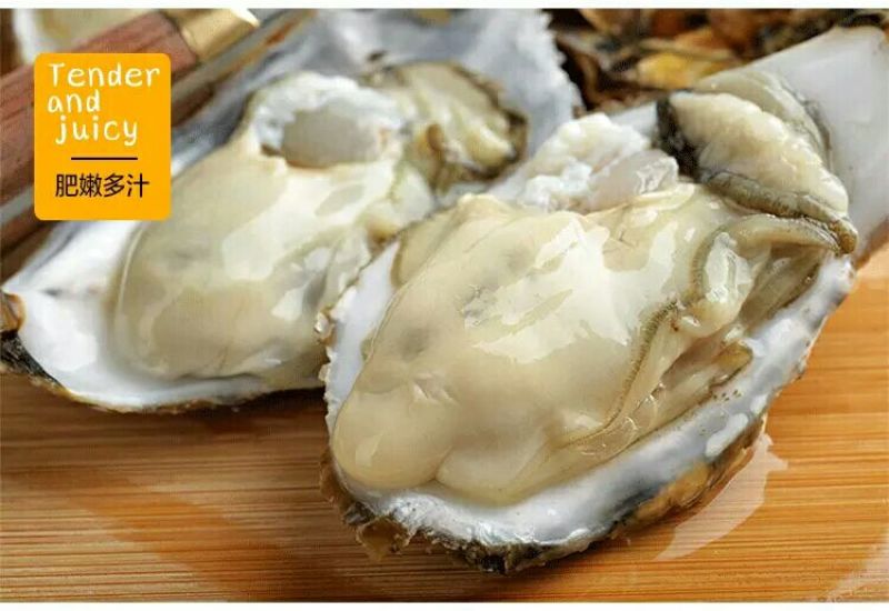 海蛎食用鲜活