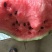 8424西瓜5斤打底9成熟1茬