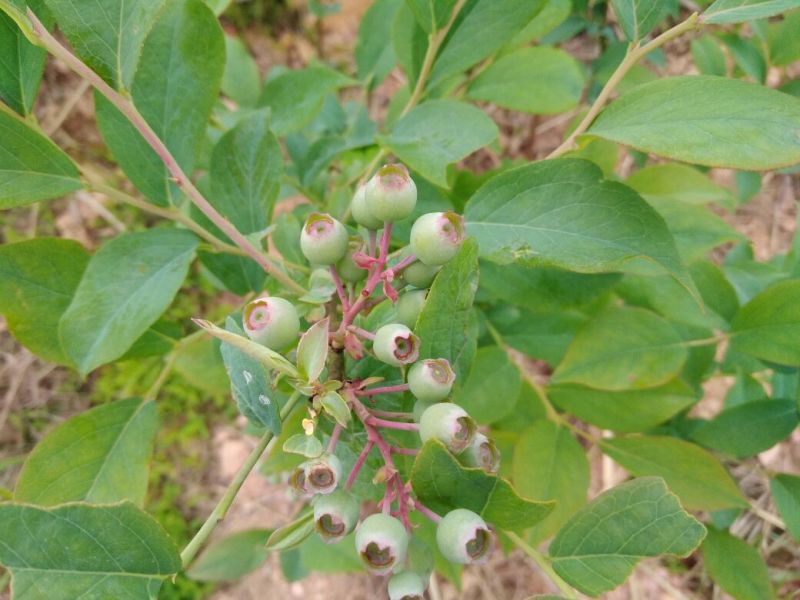 南高丛蓝莓鲜果10~12mm以上