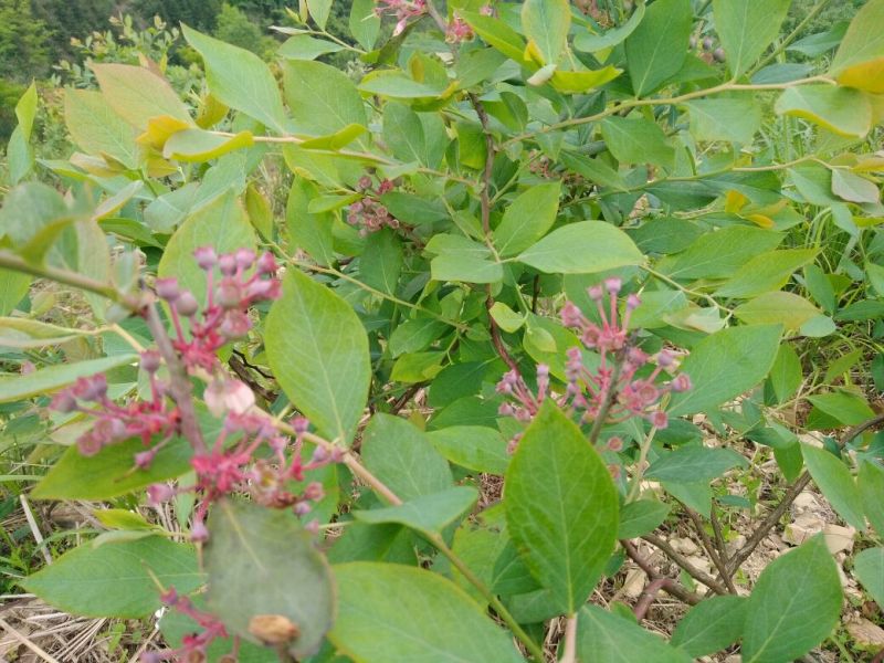 南高丛蓝莓鲜果10~12mm以上