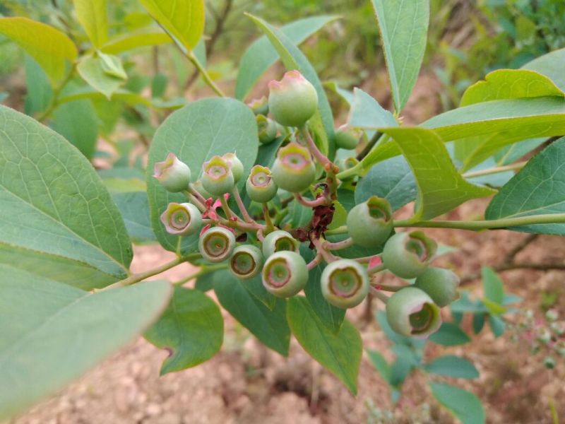 南高丛蓝莓鲜果10~12mm以上