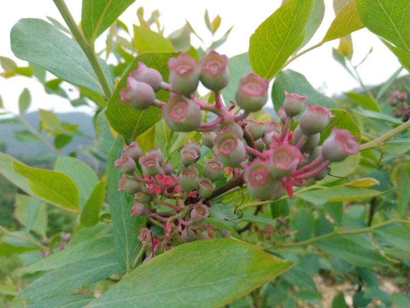 南高丛蓝莓鲜果10~12mm以上