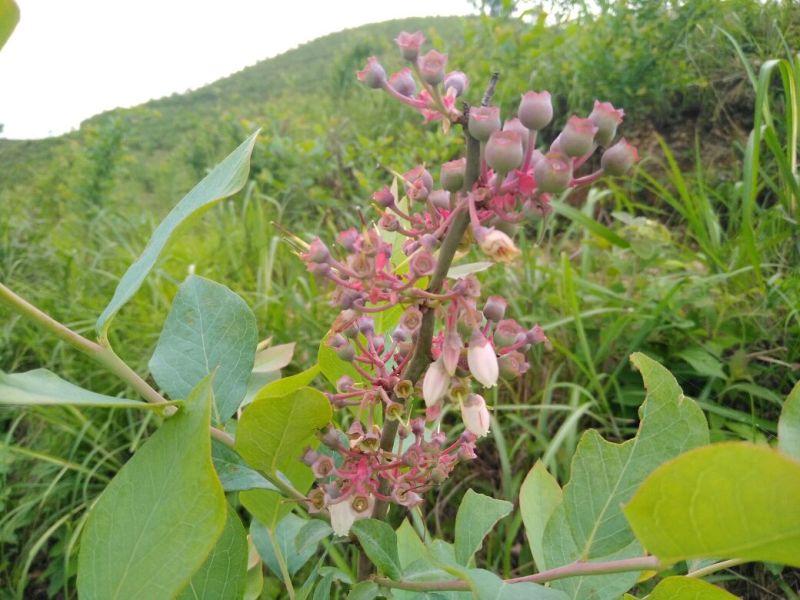 南高丛蓝莓鲜果10~12mm以上