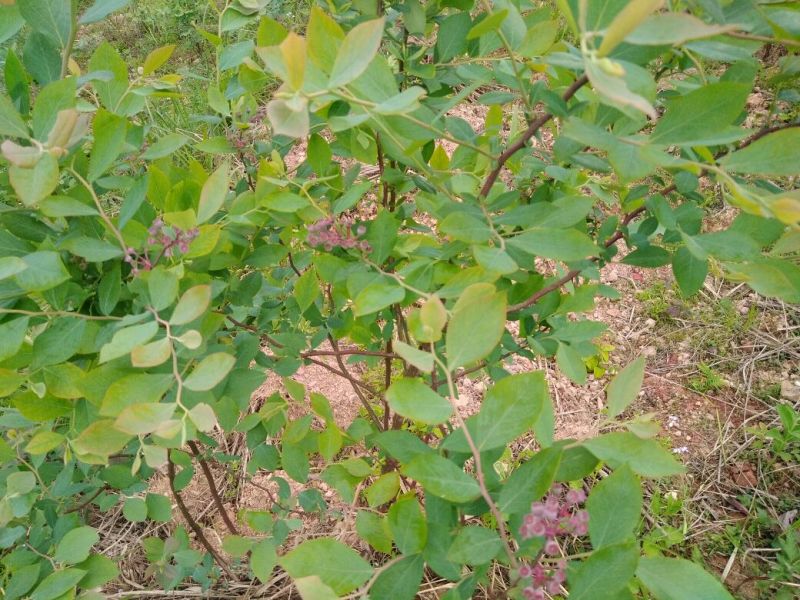 南高丛蓝莓鲜果10~12mm以上