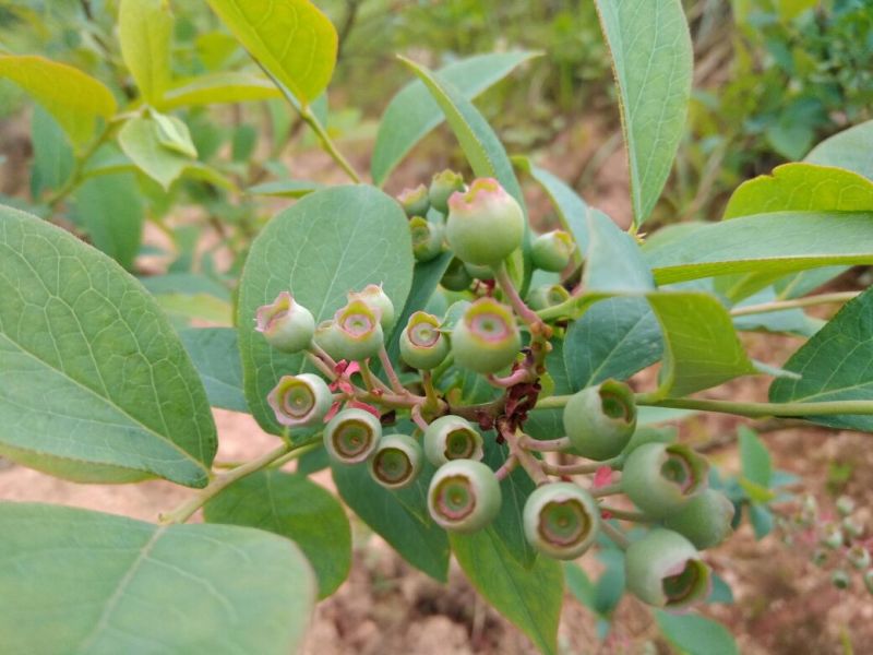南高丛蓝莓鲜果10~12mm以上