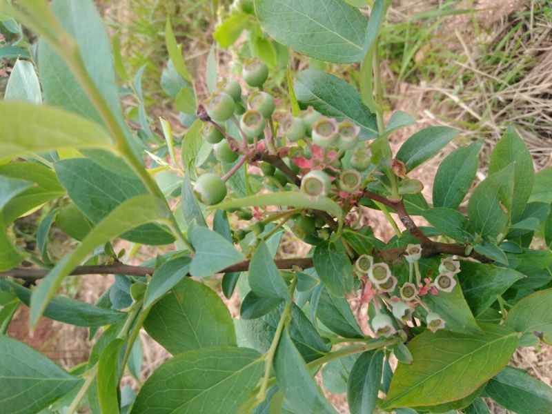 南高丛蓝莓鲜果10~12mm以上