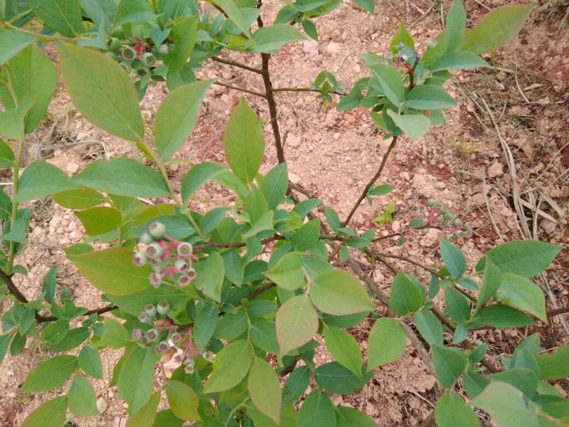 南高丛蓝莓鲜果10~12mm以上