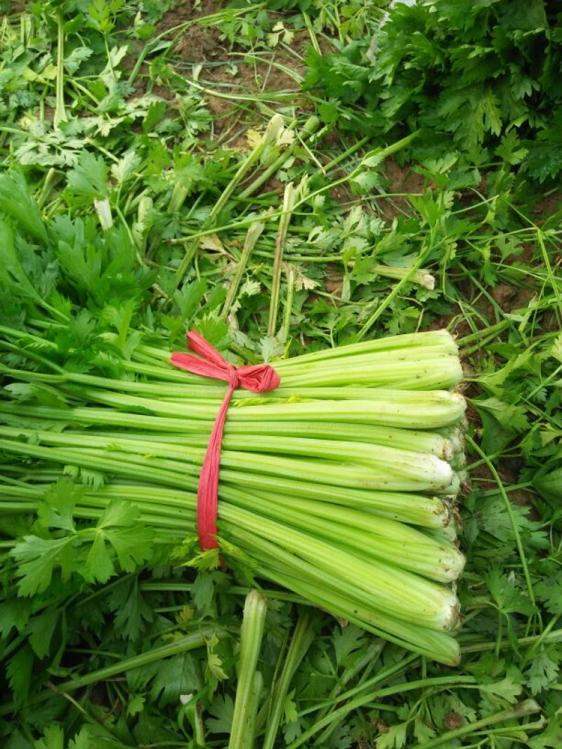 美国胜利西芹55公分以上