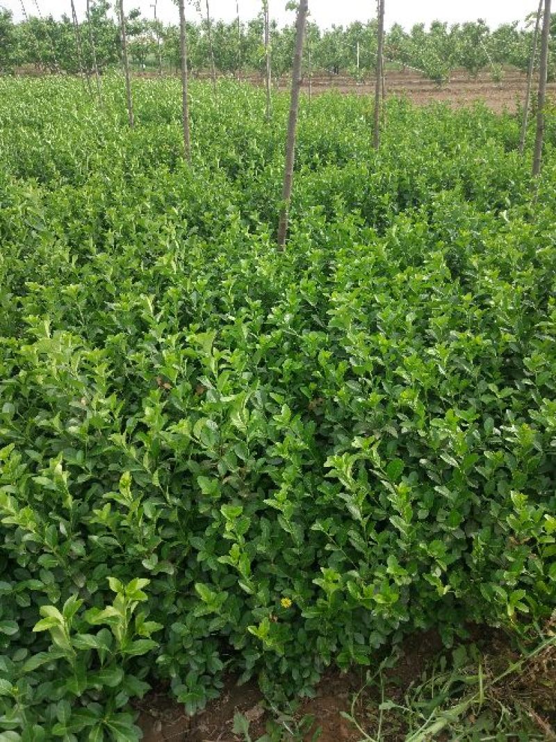 胶州卫矛20cm以上20cm以上0.5~1米