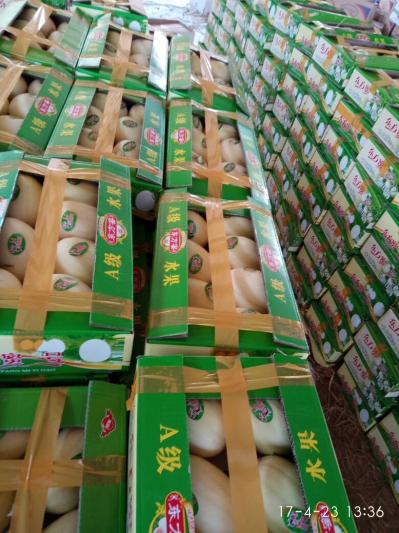 东方蜜1号甜瓜1.5斤以上东方蜜甜瓜基地甜瓜品种齐全
