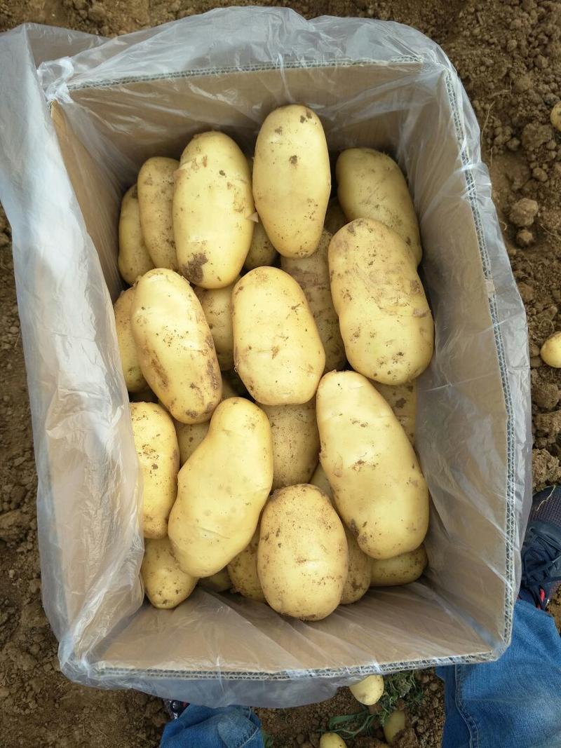 山东平阴荷兰十五土豆，大棚土豆大量上市3两以上通天货