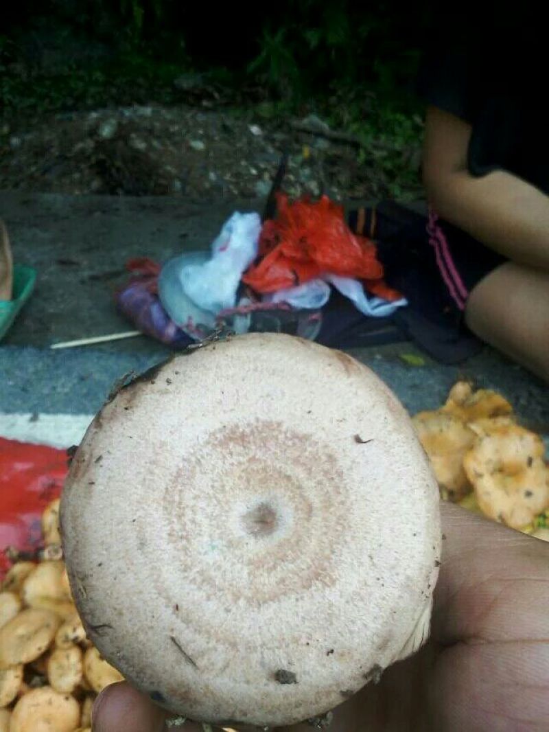 松树菌特级