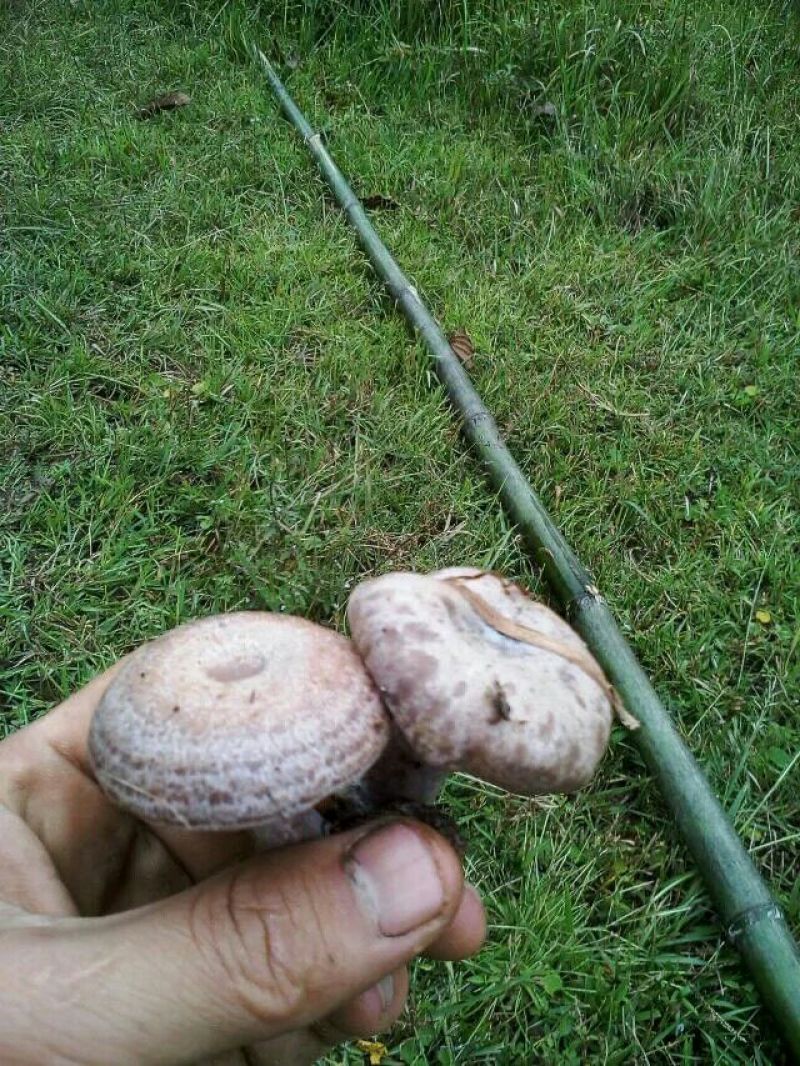 松树菌特级