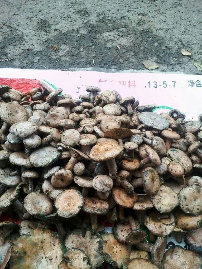 松树菌特级