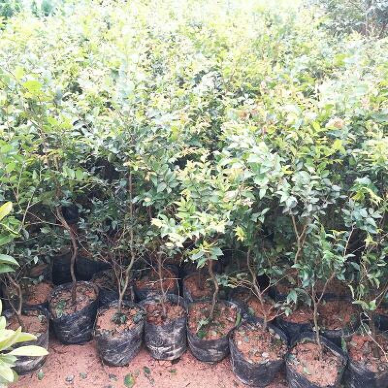 嘉宝果树苗2年