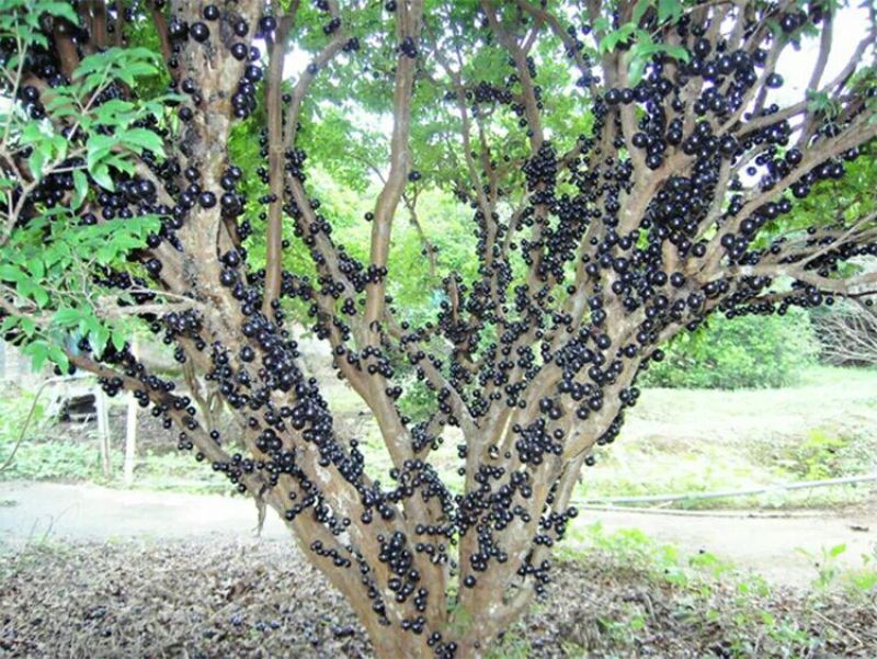 嘉宝果树苗2年
