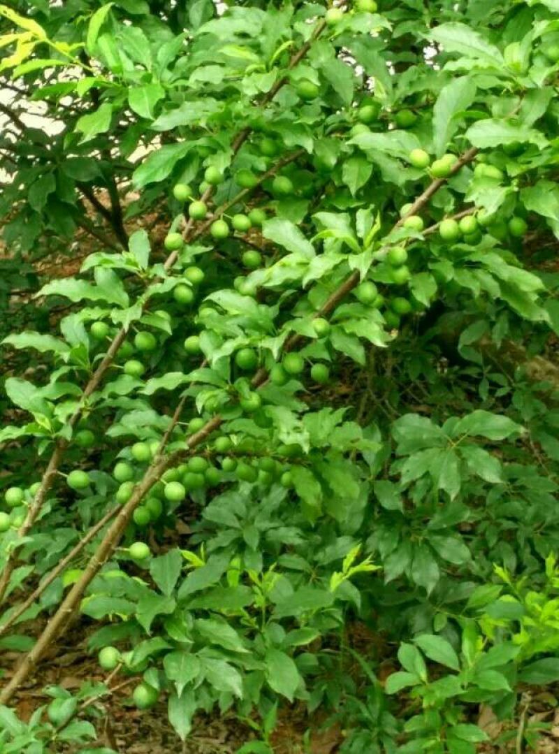 三华李树苗20~30cm