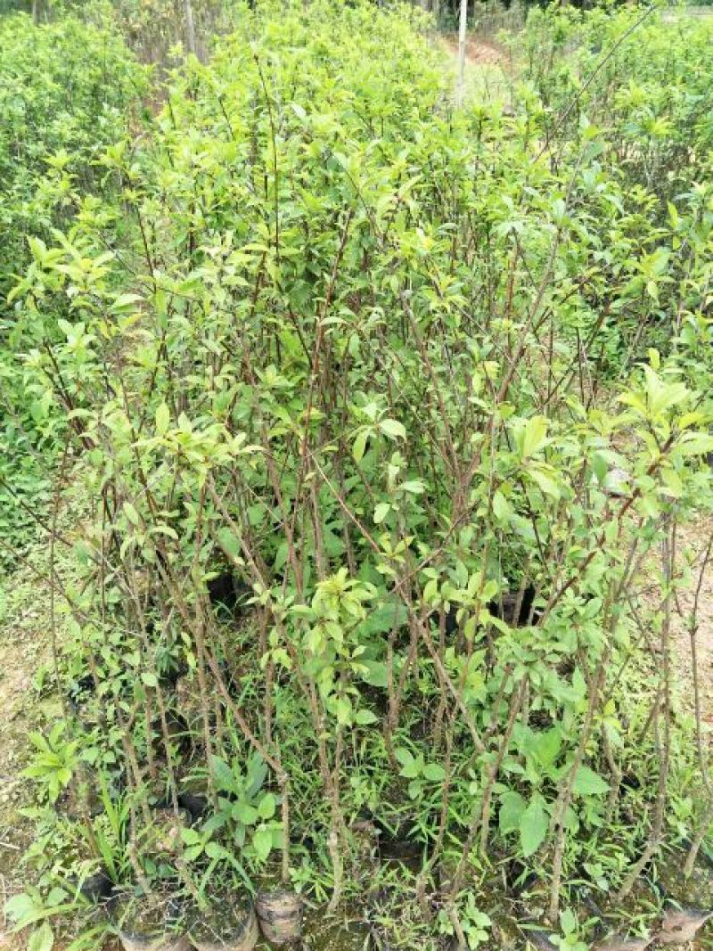 三华李树苗20~30cm