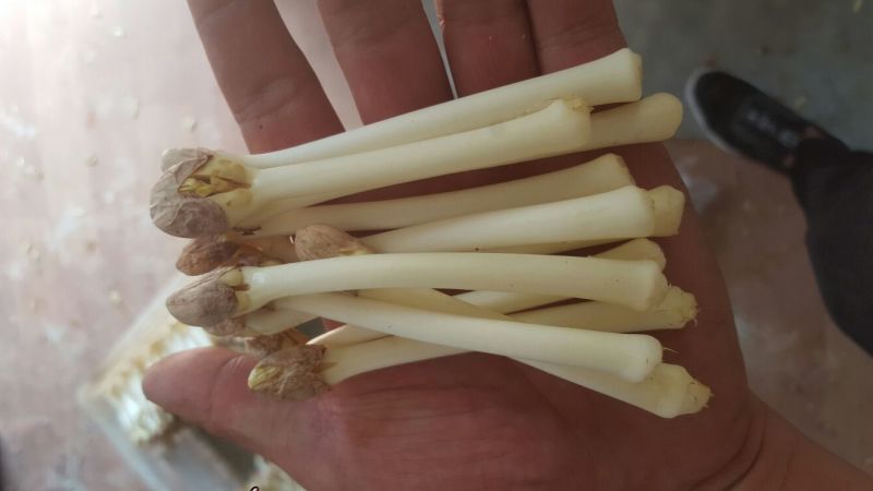 花生芽包装