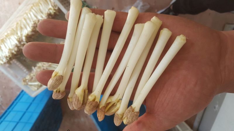 花生芽包装