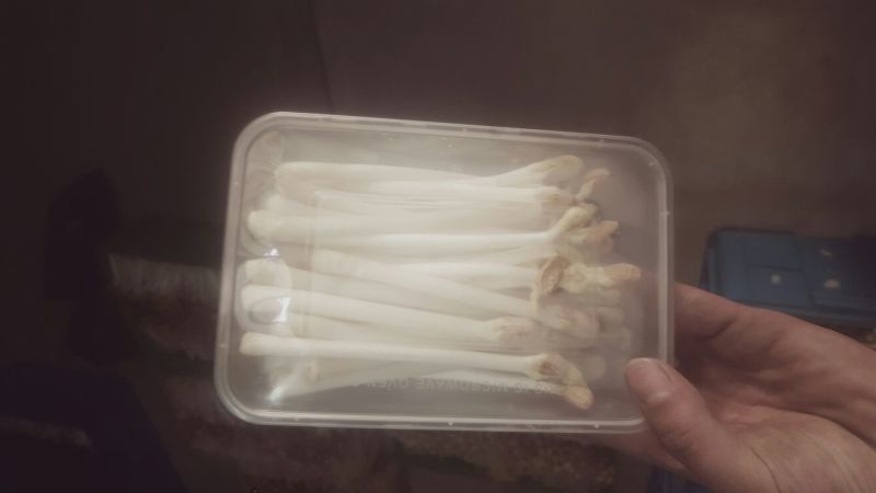 花生芽包装
