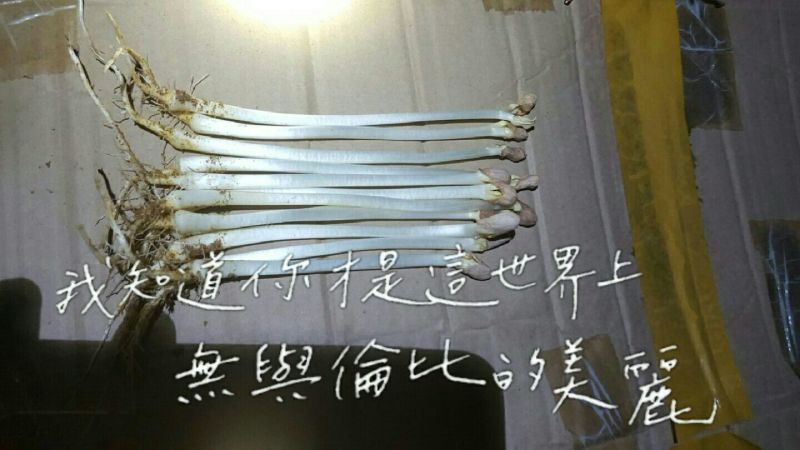 花生芽包装