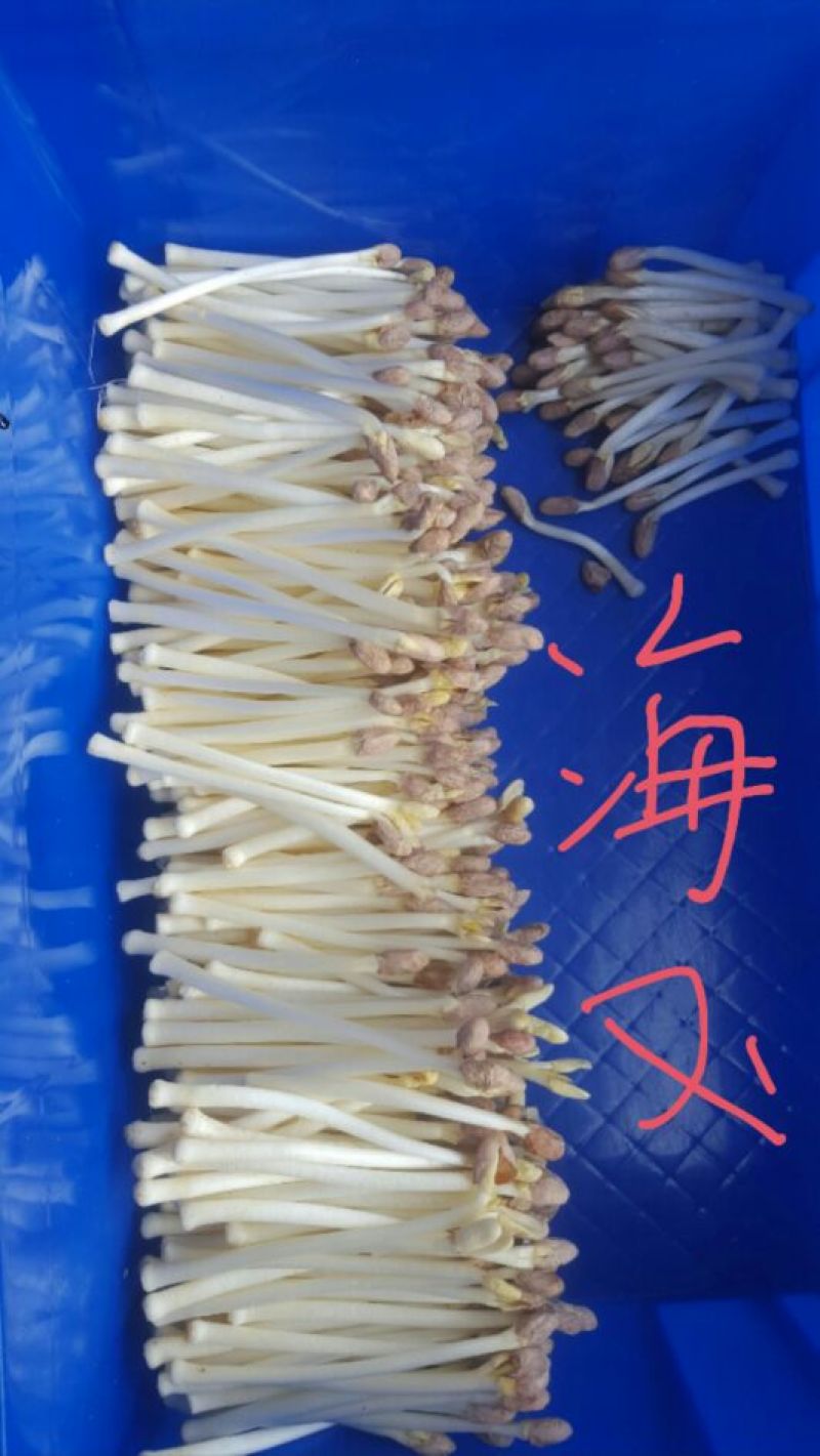 花生芽包装