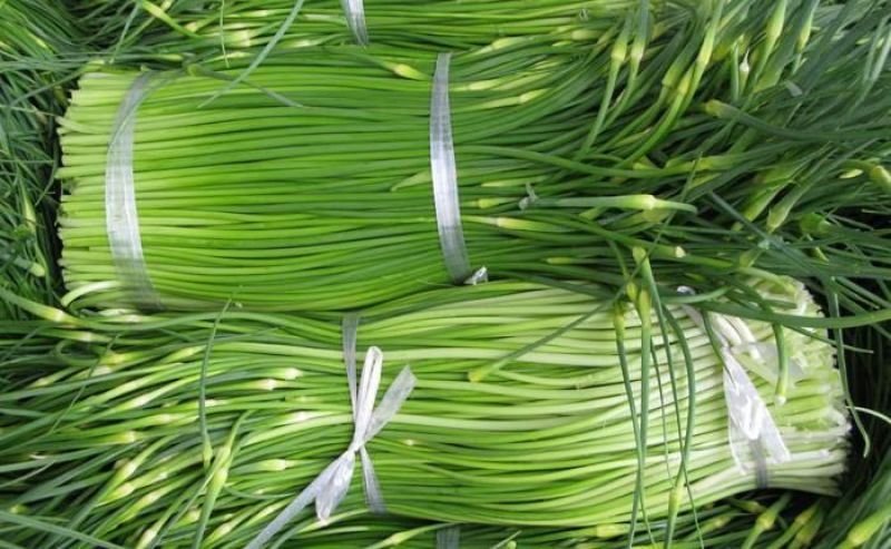 苔菜