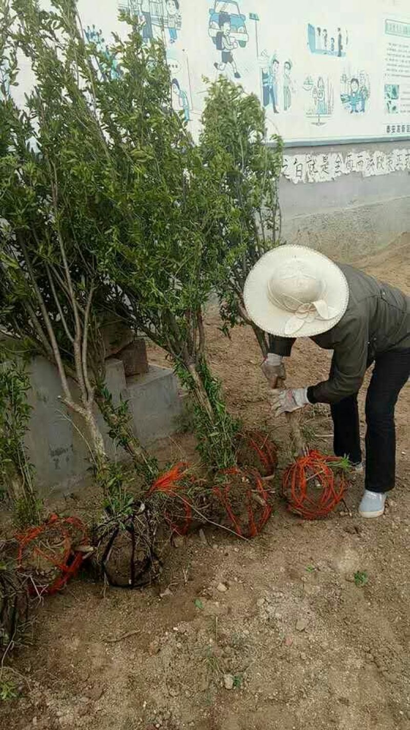 石榴树上绿化建苗圃都可，现起现挖，带土球