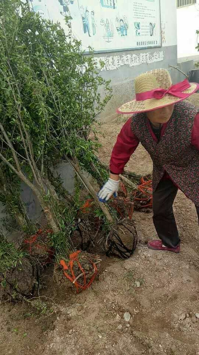 石榴树上绿化建苗圃都可，现起现挖，带土球