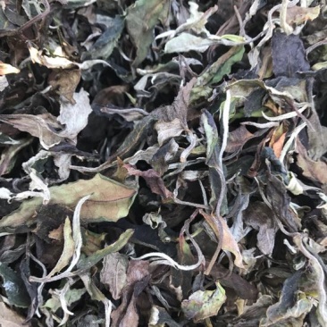 百年大树茶