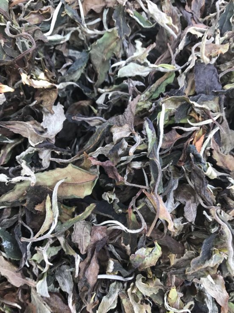 百年大树茶