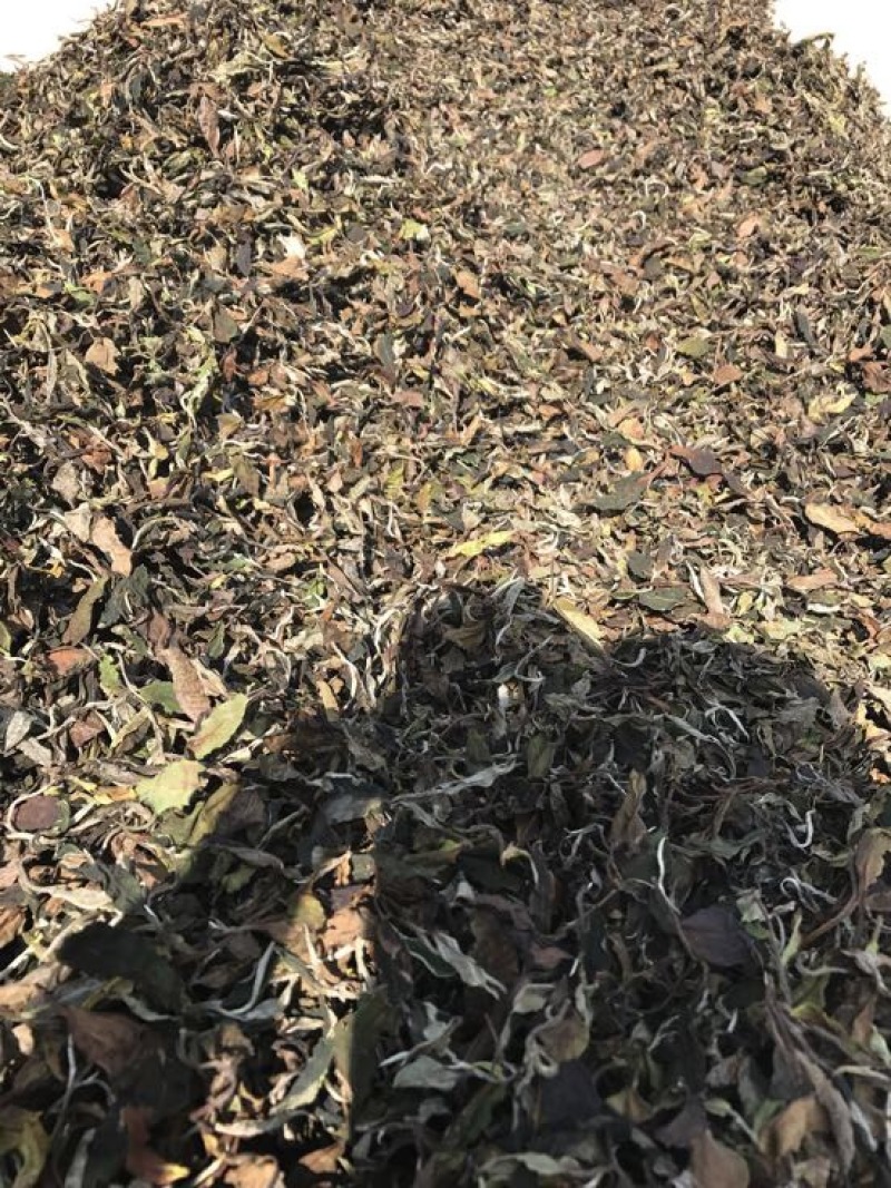 百年大树茶