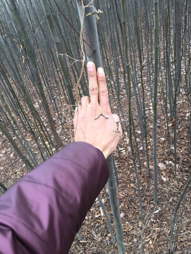 黄山栾树