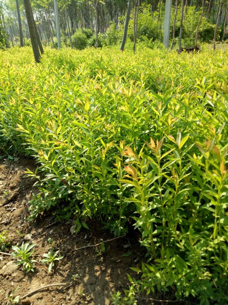 金山绣线菊青头红头黄头绣线菊