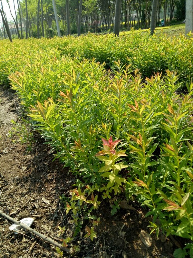 金山绣线菊青头红头黄头绣线菊