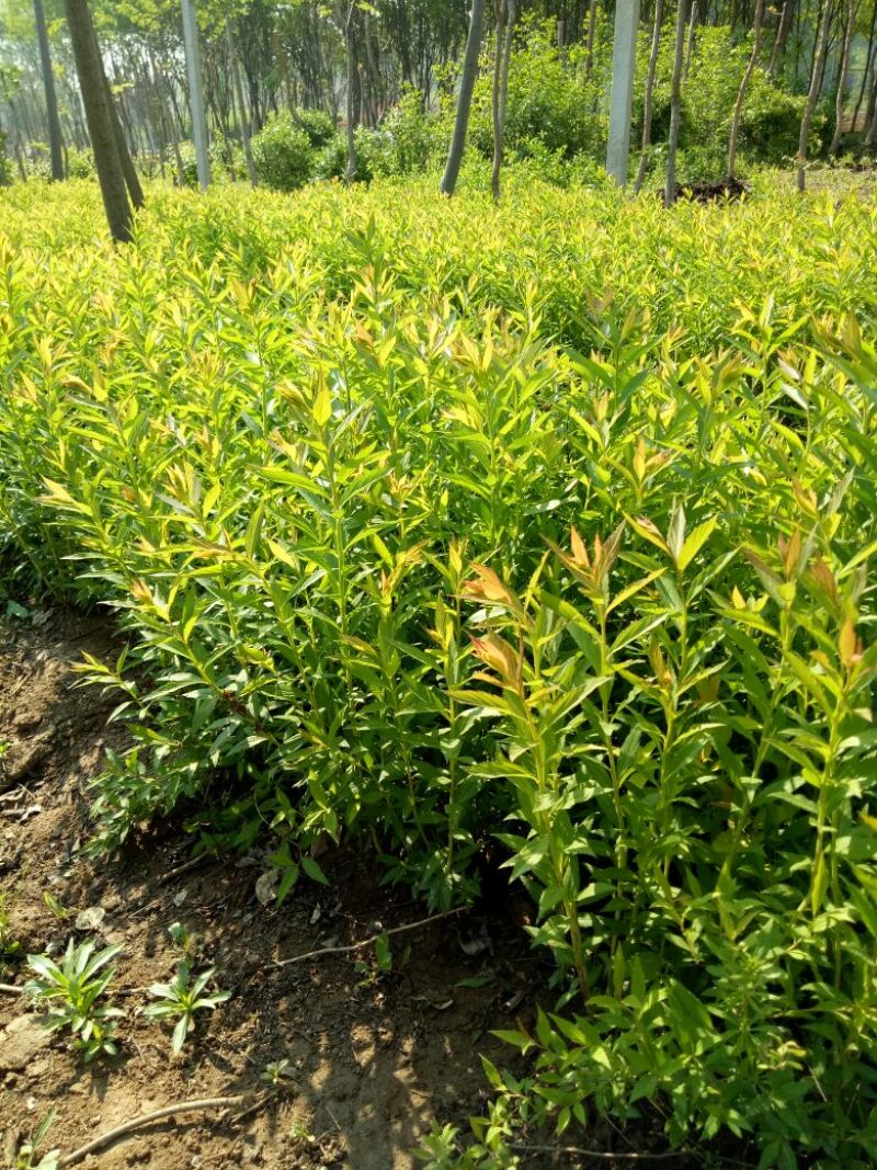 金山绣线菊青头红头黄头绣线菊
