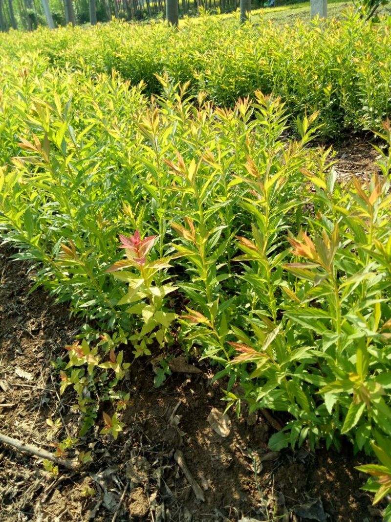 金山绣线菊青头红头黄头绣线菊
