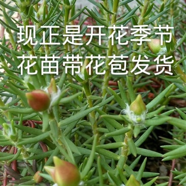 太阳花，耐热，15种花色包邮.广东省德庆县产地直供。