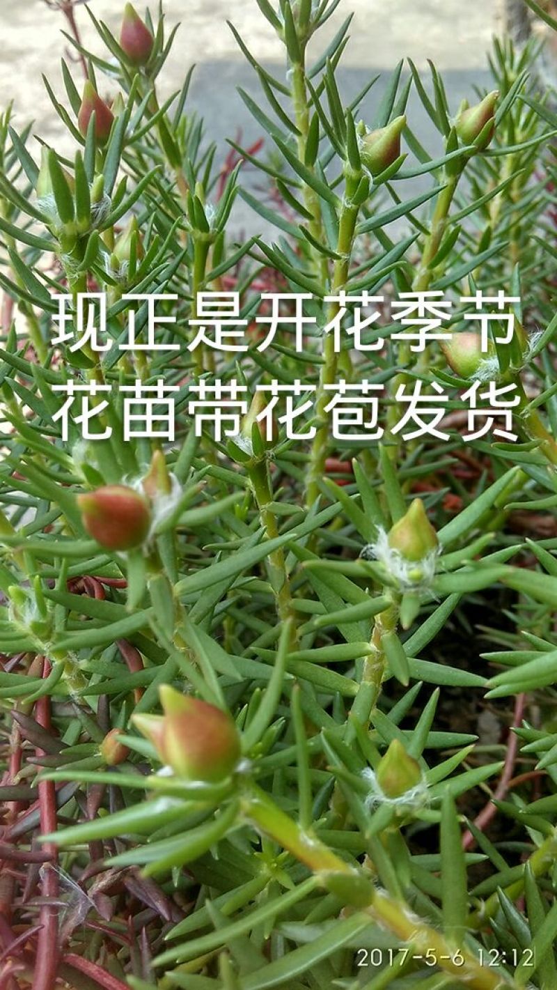 太阳花，耐热，15种花色包邮.广东省德庆县产地直供。
