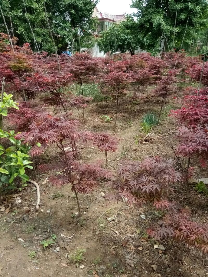 红枫81~110cm