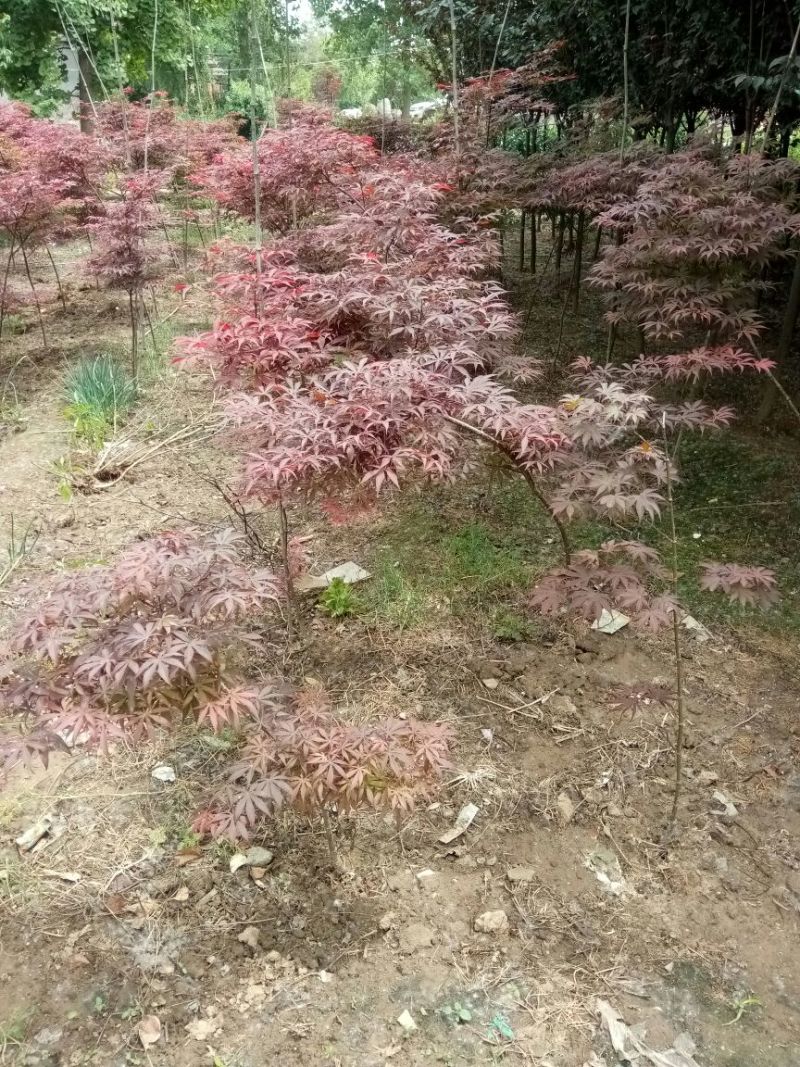 红枫81~110cm