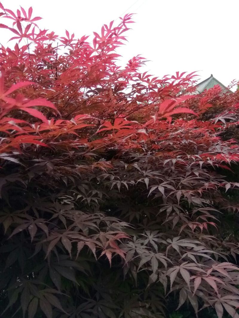 红枫81~110cm