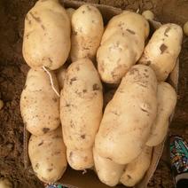 【推荐】冷库荷兰十五土豆2两以上通货一手货源大量有货